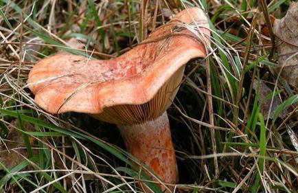 Ca la Pauleta - Foto 79