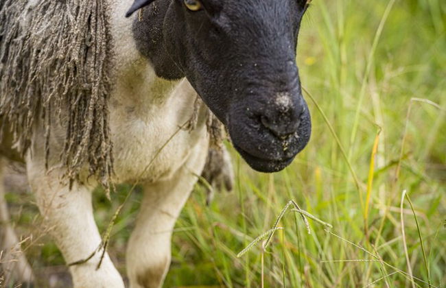 The Vale Penrose - Photo 53