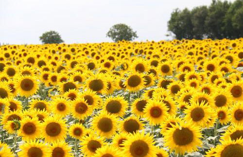 Logis La Tour - Gîte La Tour - Foto 31