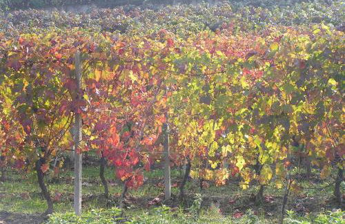 Cascina Curairone - Foto 44