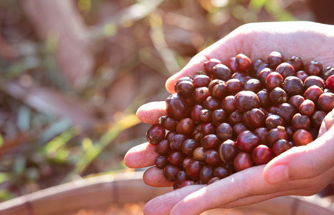 Visita a uma fazenda de café orgânico - Foto 1