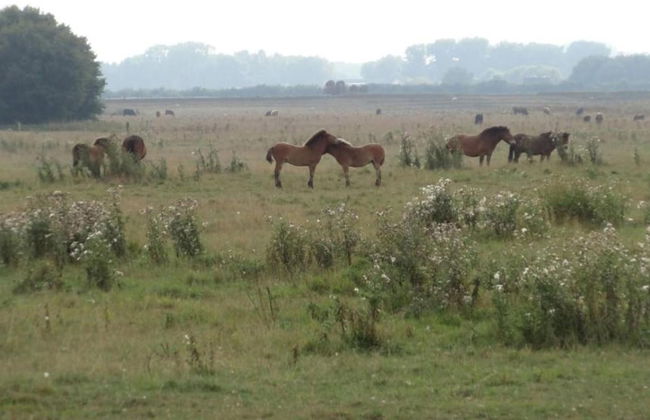 Lodge in Schaijk With Garden Terrace - Photo 39