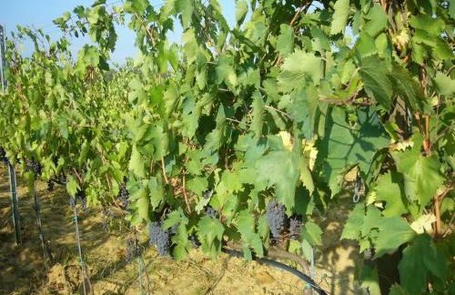 Agriturismo Campo del Monte - Photo 24