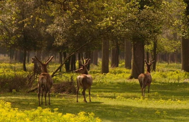 Pet-friendly Getaway With Pool - Foto 34