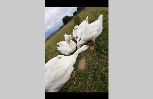 Stones Cottage Farm, nr Haworth, family friendly, work friendly, gaming barn, hot tub, free wifi, free parking, EV point - Foto 34