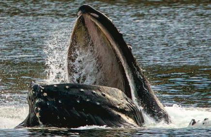 Grandma's Private Room and Bath - DISCOUNTS ON TOURS - Foto 4