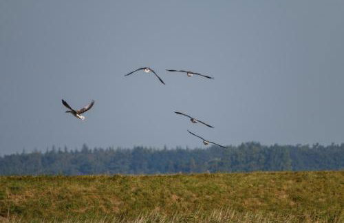 Rügen-Ferienhof - Foto 7