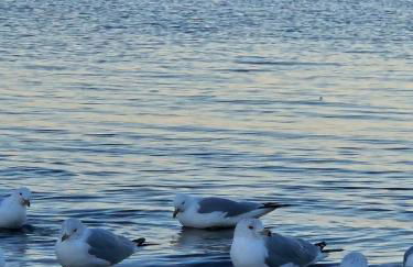 New- Farm view-Winter escape with cozy fireplace - Foto 62