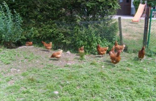 Gîte spacieux et confortable au Val d'Ajol, à proximité de Plombières-les-Bains, animaux de ferme ! - FR-1-589-139 - Foto 10