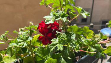 La Rocchetta - Photo 2