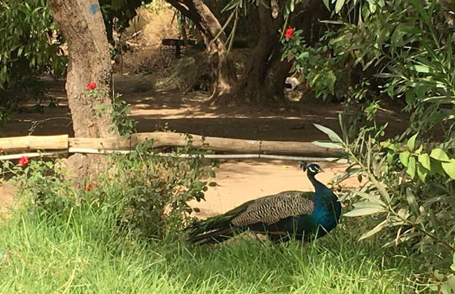 Saphir Paon - Luxury Villa in the Middle of a Farm - Foto 23