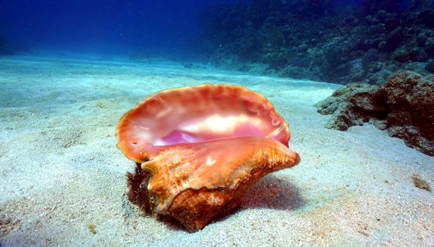 Buceo en la bahía de Cochinos - Foto 2