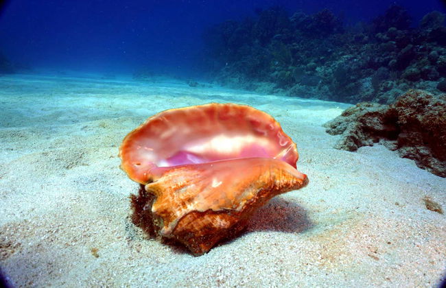 Buceo en la bahía de Cochinos - Foto 1