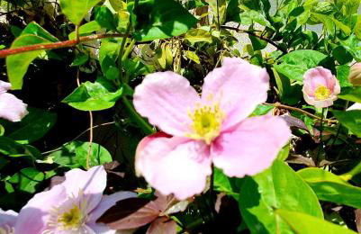 West Park Annex - Central Wolverhampton - Foto 50