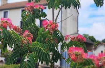 L'arbre de soie Futuroscope Albizia - Foto 13