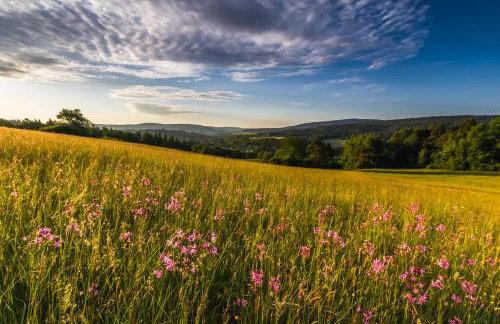 Smerekowiec Domek w lesie - Beskid Niski - Foto 40