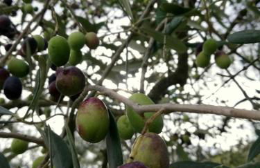 Agriturismo Fonte Belvedere - Foto 46