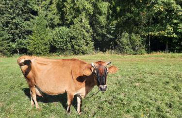 Dom Salamandra z panoramą gór - Foto 51