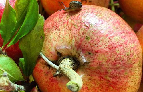 La Noce di Creta - Photo 61