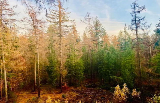 Bungalow in Veluwe Nature Park Retreat - Photo 36