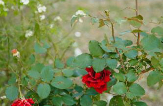 Βίλλα Φανούλα Villa Fanoula - Foto 14