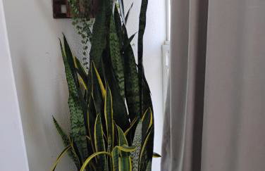 Apartamento na Praia do Morro - Foto 6