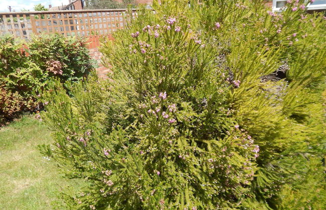 Cherry Palace 3 BD Parking Spaces groups - Foto 53