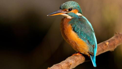 Agriturismo Dolceacqua - Foto 5