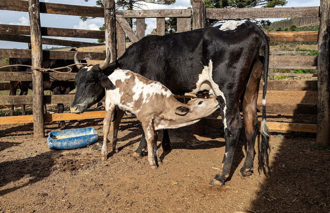 Fazenda Realeza - Foto 76