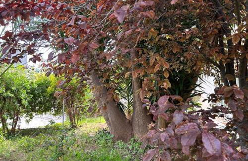 Giardino a Mare - Foto 30