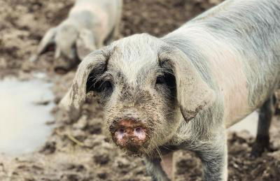 Casa de Pedra em Vinha no Dão - Foto 9