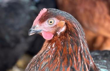 Eco-Domaine La Fontaine - RESIDENCE-SPA - 300 m Plage de la Fontaine aux Bretons - Foto 78