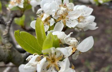 Ciury's Etna Holidays - Foto 37