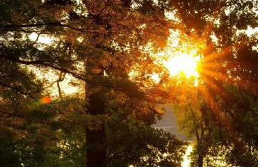 Paw Paw Tree Estate - Foto 8