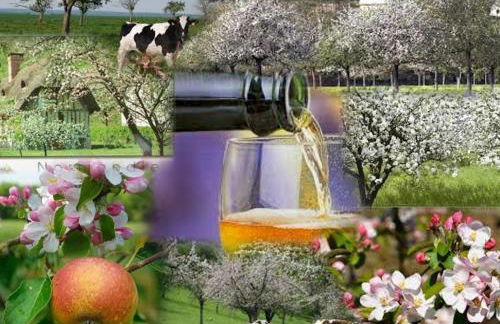 Studio Les Pieds dans l'eau - Foto 68