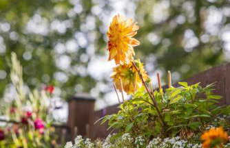 The Kenai River King - Foto 19