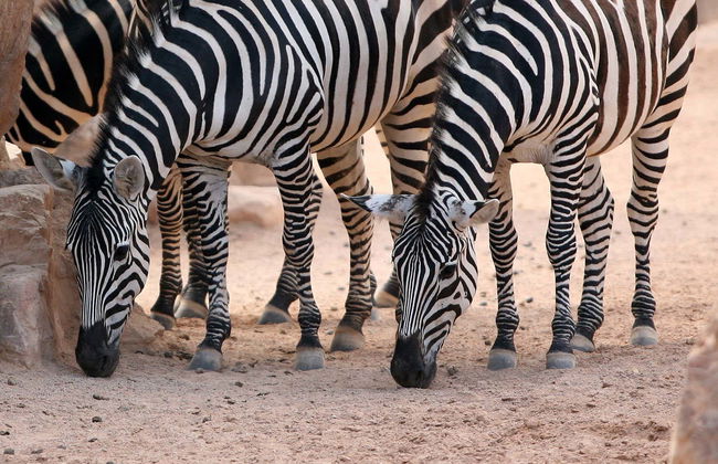 Excursión a Valencia + Bioparc - Foto 1