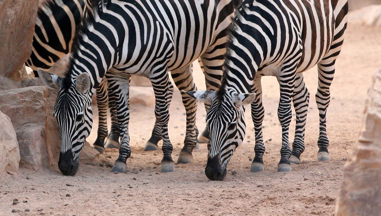 Excursión a Valencia + Bioparc
