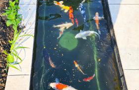 Luxurious large home with Pool, Garden, Koi Pond only 12 min to Octoberfest - Foto 25