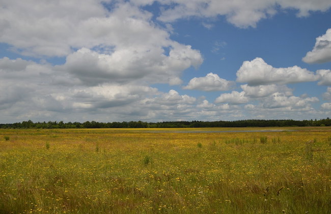 Mansion in Nijensleek With Sauna & Garden - Foto 41