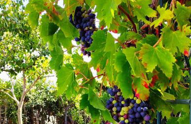 Holiday villa in 10 min from Fuengirola beach with sea views pool BBQ parking WiFi aircon big garden - Photo 10