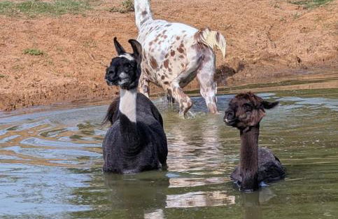 Gerrie's Place at Figment Ranch Foundation Animal Sanctuary near Round Top Texas - Foto 30