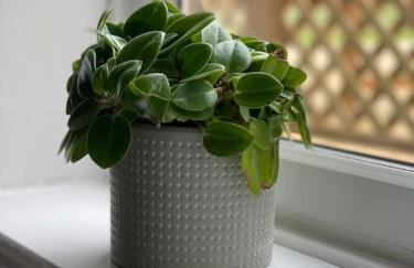 Idyllic Whitby Cottage, with sea views, sleeps 6 - Foto 10