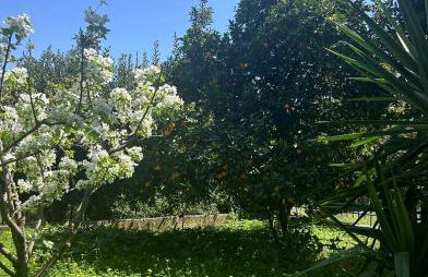 Evia Blue by Sofia - Foto 27