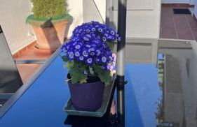 El nido del amá - Photo 3