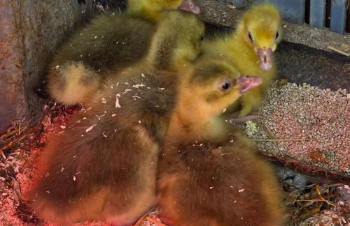 Miss Francis Horse Wagon Sleeps up to 5 - Foto 24