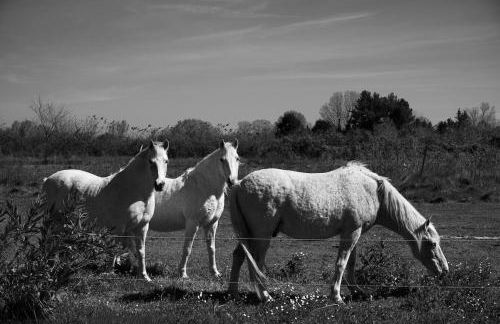 Un Cabanon en Camargue - Foto 12
