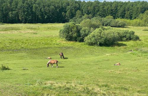 Dwa Żurawie - Głuszyn - Foto 62