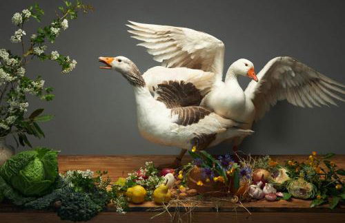 Ferme de Franqueville - Foto 41