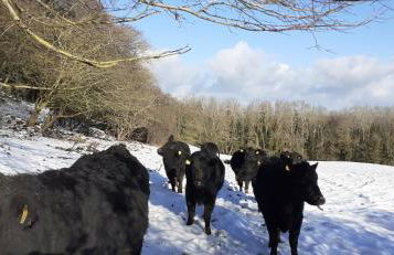 Henblas Holiday Cottages - Photo 23